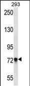 Protocadherin Beta 5 antibody, PA5-48536, Invitrogen Antibodies, Western Blot image 