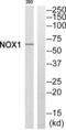 NADPH Oxidase 1 antibody, abx014643, Abbexa, Western Blot image 