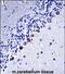 Casein Kinase 1 Gamma 3 antibody, PA5-71858, Invitrogen Antibodies, Immunohistochemistry paraffin image 