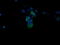 Mitogen-Activated Protein Kinase 4 antibody, M06298, Boster Biological Technology, Immunofluorescence image 