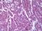 Malate Dehydrogenase 1 antibody, orb95241, Biorbyt, Immunohistochemistry paraffin image 