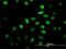Neuronal Differentiation 1 antibody, H00004760-M01, Novus Biologicals, Immunocytochemistry image 
