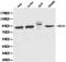 MutL Homolog 1 antibody, LS-C192641, Lifespan Biosciences, Western Blot image 