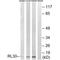 Ribosomal Protein L30 antibody, A06994, Boster Biological Technology, Western Blot image 