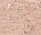 Nucleoporin GLE1 antibody, NBP1-76975, Novus Biologicals, Immunohistochemistry frozen image 