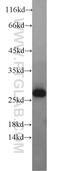 Geminin DNA Replication Inhibitor antibody, 10802-1-AP, Proteintech Group, Western Blot image 