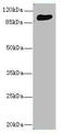 THAP Domain Containing 12 antibody, A55551-100, Epigentek, Western Blot image 