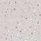 TSC Complex Subunit 2 antibody, HPA030409, Atlas Antibodies, Immunohistochemistry frozen image 