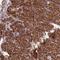 Mitochondrial Ribosomal Protein L46 antibody, NBP2-47369, Novus Biologicals, Immunohistochemistry frozen image 