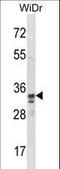 Transcription factor PU.1 antibody, LS-B9322, Lifespan Biosciences, Western Blot image 