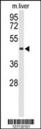 Chitinase Acidic antibody, 63-924, ProSci, Western Blot image 