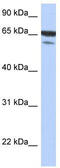 TGF-Beta Activated Kinase 1 (MAP3K7) Binding Protein 1 antibody, TA337831, Origene, Western Blot image 