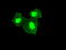 Transmembrane protein 100 antibody, M09266-1, Boster Biological Technology, Immunofluorescence image 