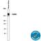 Cubilin antibody, AF3700, R&D Systems, Western Blot image 