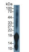 Gastrokine 1 antibody, LS-C294025, Lifespan Biosciences, Western Blot image 