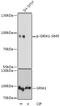 GluA1 antibody, LS-C750632, Lifespan Biosciences, Western Blot image 