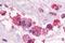 Prostaglandin E Receptor 3 antibody, NLS975, Novus Biologicals, Immunohistochemistry paraffin image 