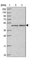 Zinc Finger With KRAB And SCAN Domains 7 antibody, NBP2-13555, Novus Biologicals, Western Blot image 