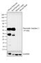 Amylase Alpha 2A (Pancreatic) antibody, PA5-25330, Invitrogen Antibodies, Western Blot image 