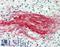 Biglycan antibody, LS-B11670, Lifespan Biosciences, Immunohistochemistry frozen image 