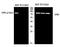 Synapsin I antibody, A03794S553, Boster Biological Technology, Western Blot image 