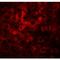 Hepatoma-derived growth factor-related protein 2 antibody, LS-B9545, Lifespan Biosciences, Immunofluorescence image 