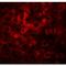 HDGF Like 2 antibody, LS-B9545, Lifespan Biosciences, Immunofluorescence image 