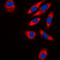 TRAF3 Interacting Protein 1 antibody, LS-C354164, Lifespan Biosciences, Immunofluorescence image 