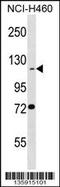 BEN Domain Containing 3 antibody, 58-599, ProSci, Western Blot image 