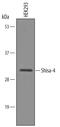 Shisa Family Member 4 antibody, AF6365, R&D Systems, Western Blot image 
