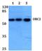 Origin Recognition Complex Subunit 2 antibody, A04350, Boster Biological Technology, Western Blot image 