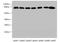 Calpain 2 antibody, orb238313, Biorbyt, Western Blot image 