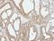 Cytochrome C Oxidase Subunit 5B antibody, LS-C185406, Lifespan Biosciences, Immunohistochemistry frozen image 