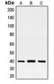 FOS Like 2, AP-1 Transcription Factor Subunit antibody, LS-C352207, Lifespan Biosciences, Western Blot image 