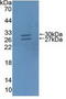 ATP Binding Cassette Subfamily G Member 5 antibody, LS-C663950, Lifespan Biosciences, Western Blot image 