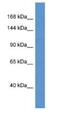 Solute Carrier Family 9 Member C1 antibody, NBP1-74199, Novus Biologicals, Western Blot image 