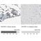 Proline-Serine-Threonine Phosphatase Interacting Protein 1 antibody, NBP1-85764, Novus Biologicals, Immunohistochemistry paraffin image 