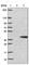 WD Repeat Domain 83 antibody, HPA042629, Atlas Antibodies, Western Blot image 