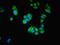 Microtubule Associated Monooxygenase, Calponin And LIM Domain Containing 2 antibody, LS-C376114, Lifespan Biosciences, Immunofluorescence image 