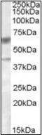 Diacylglycerol O-Acyltransferase 2 antibody, orb89330, Biorbyt, Western Blot image 
