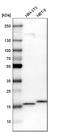 NADH:Ubiquinone Oxidoreductase Subunit S4 antibody, HPA003884, Atlas Antibodies, Western Blot image 
