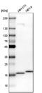 NADH dehydrogenase [ubiquinone] iron-sulfur protein 4, mitochondrial antibody, HPA003884, Atlas Antibodies, Western Blot image 