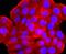 ADP Ribosylation Factor 6 antibody, A00927-1, Boster Biological Technology, Immunocytochemistry image 