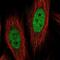 Collagen Type XII Alpha 1 Chain antibody, NBP2-57420, Novus Biologicals, Immunofluorescence image 