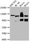 O-Linked N-Acetylglucosamine (GlcNAc) Transferase antibody, CSB-RA232619A0HU, Cusabio, Western Blot image 