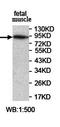 Interacts With SUPT6H, CTD Assembly Factor 1 antibody, orb78074, Biorbyt, Western Blot image 