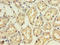 Interferon Alpha 10 antibody, A54990-100, Epigentek, Immunohistochemistry paraffin image 