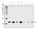 Dynein Light Chain LC8-Type 1 antibody, A03454-2, Boster Biological Technology, Western Blot image 