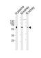 Carnosine Dipeptidase 1 antibody, PA5-72178, Invitrogen Antibodies, Western Blot image 