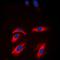 Creatine Kinase, M-Type antibody, orb213745, Biorbyt, Immunofluorescence image 